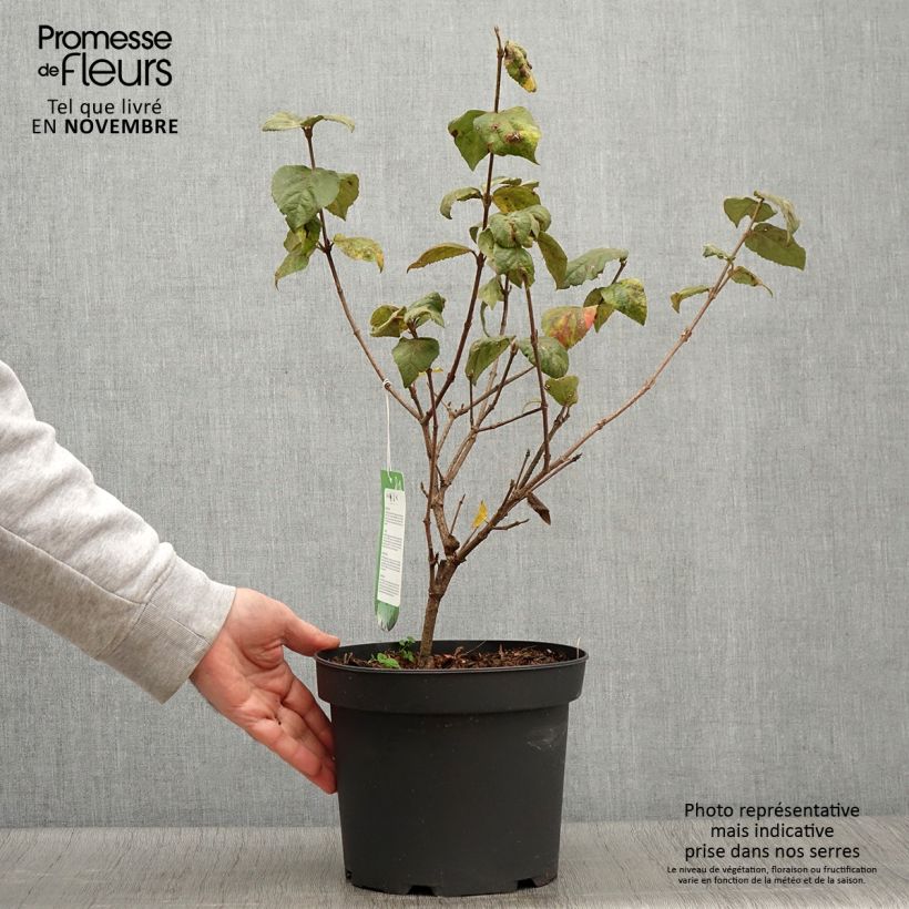 Exemplar von Koreanischer Duft-Schneeball Aurora - Viburnum carlesii Topf mit 3L/4L wie im Herbst geliefert