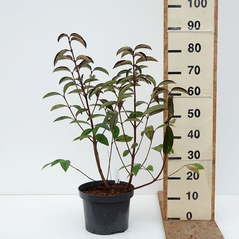 Exemplar von Schneeball Le Bois Marquis - Viburnum Topf mit 7,5L/10L wie im Winter geliefert