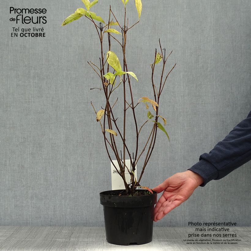 Exemplar von Schneeball Pink Beauty - Viburnum nudum Topf mit 3L/4L wie im Herbst geliefert