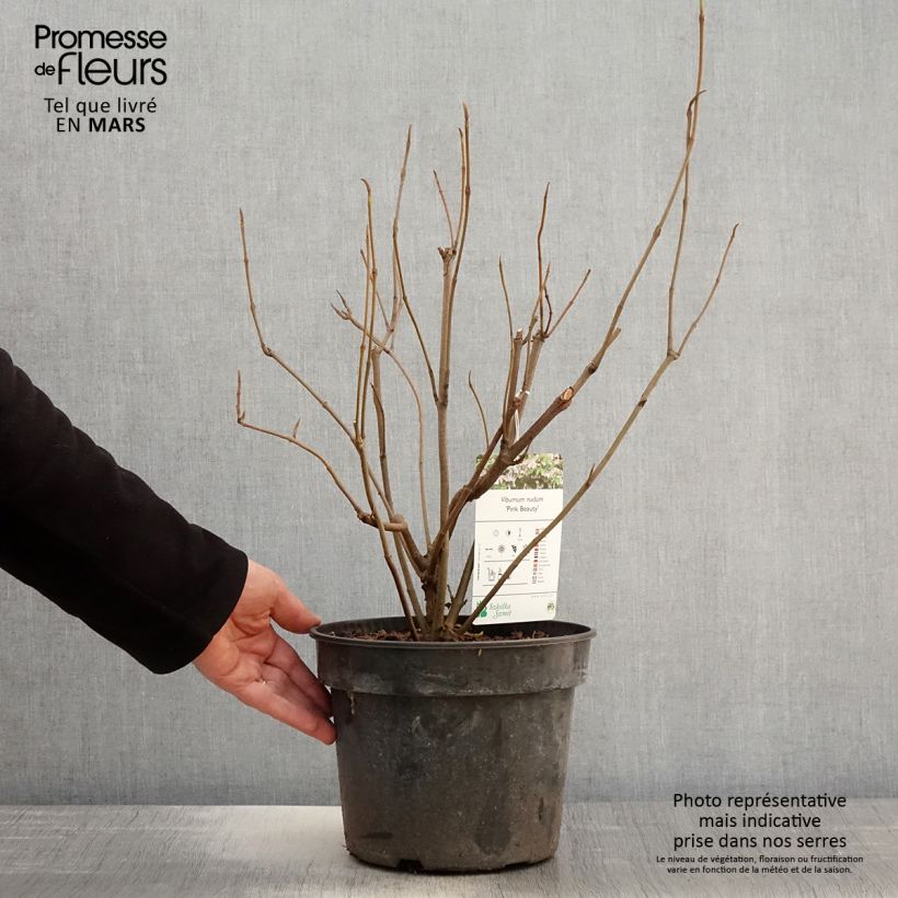 Exemplar von Schneeball Pink Beauty - Viburnum nudum Topf mit 3L/4L wie im Frühjahr geliefert