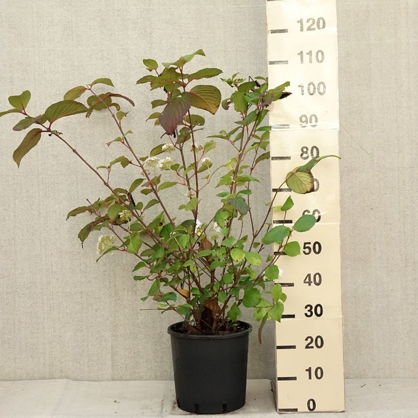 Exemplar von Japanischer Schneeball Grandiflorum Noble - Viburnum plicatum Topf mit 12L/15L wie im Herbst geliefert