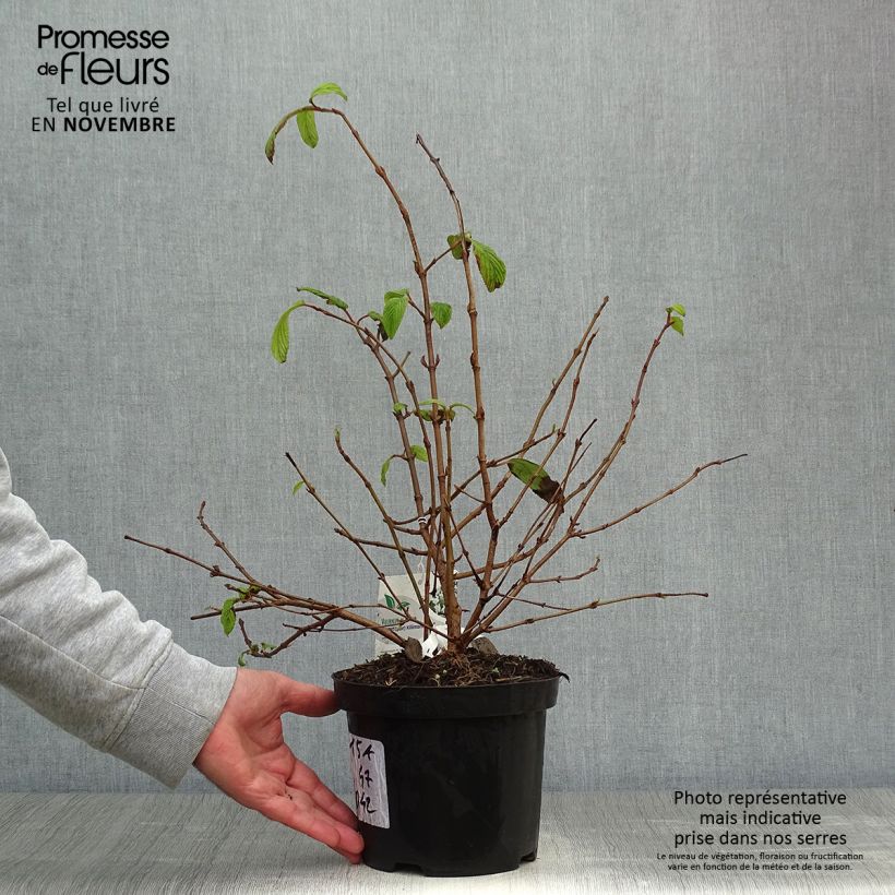 Exemplar von Japanischer Schneeball Kilimanjaro - Viburnum plicatum Topf mit 2L/3L wie im Herbst geliefert