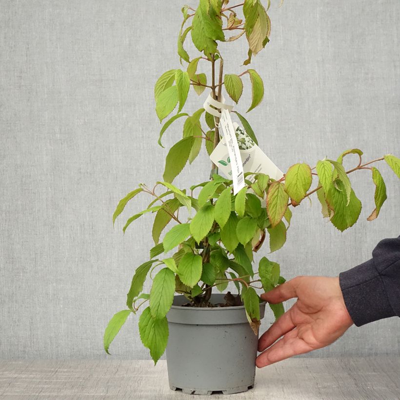 Exemplar von Japanischer Schneeball Kilimanjaro - Viburnum plicatum Topf mit 2L/3L wie im Frühjahr geliefert