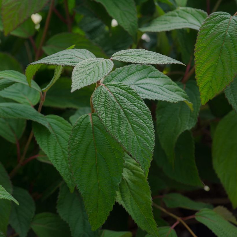 Japanischer Schneeball Lanarth - Viburnum plicatum (Laub)