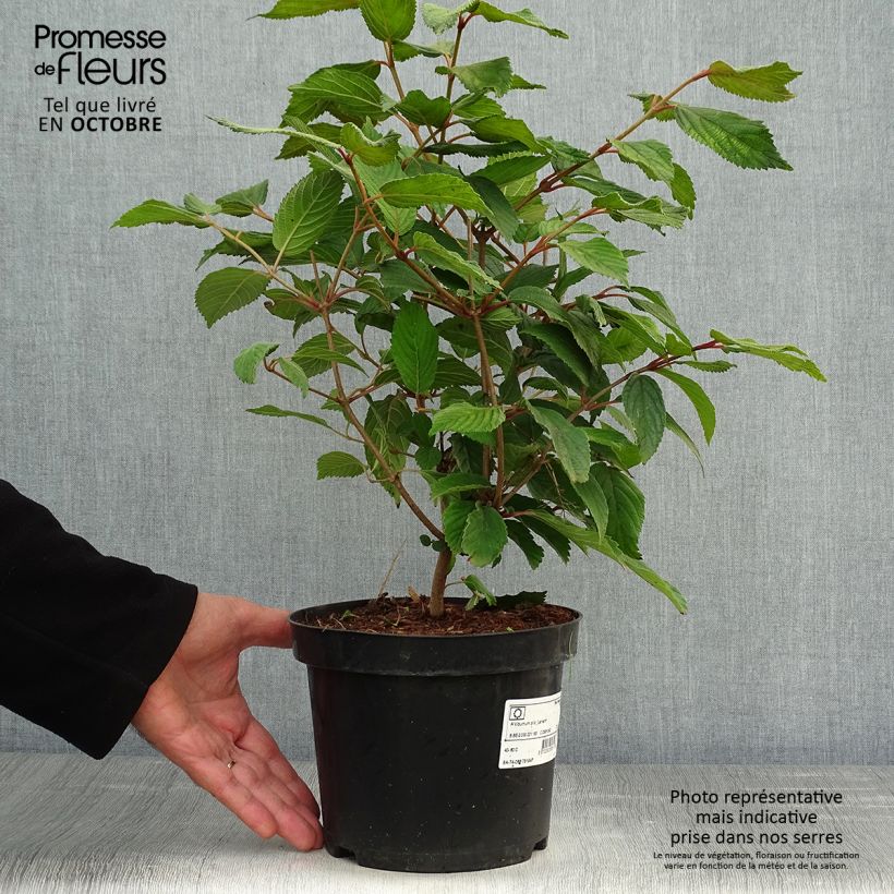 Exemplar von Japanischer Schneeball Lanarth - Viburnum plicatum Topf mit 2L/3L wie im Herbst geliefert