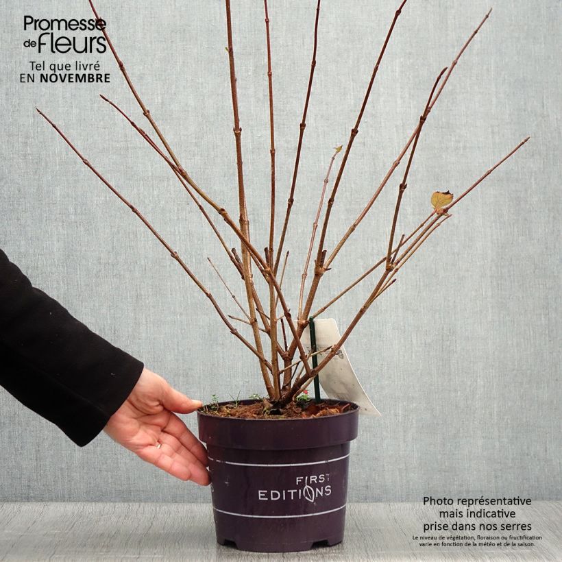 Exemplar von Japanischer Schneeball Opening Day - Viburnum plicatum Topf mit 1,5L/2L wie im Herbst geliefert