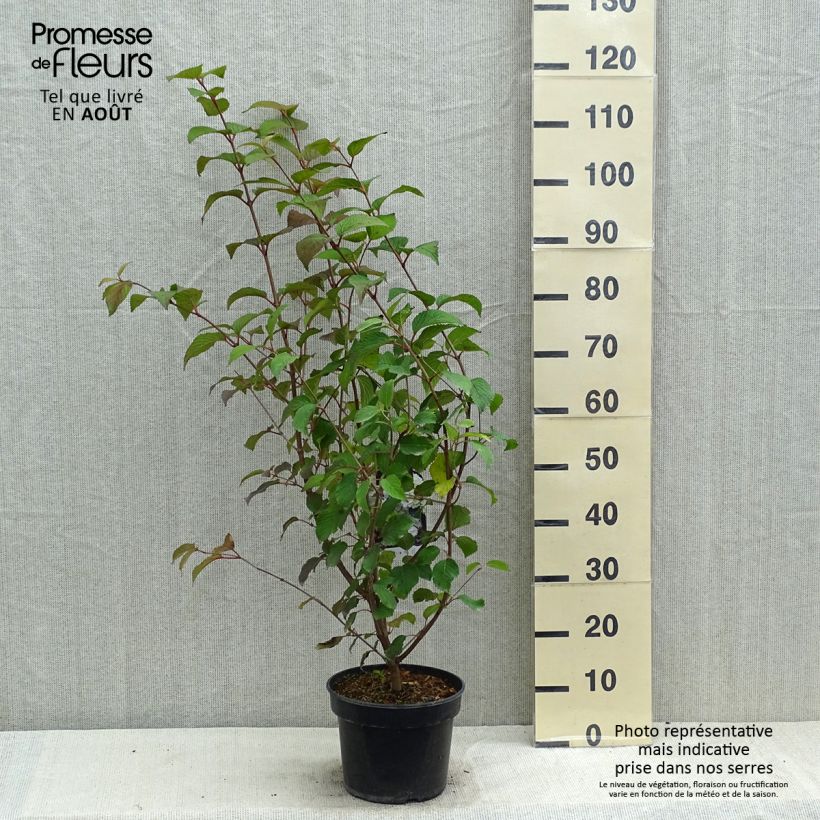 Exemplar von Japanischer Schneeball Opening Day - Viburnum plicatum Topf mit 3L/4L wie im Sommer geliefert