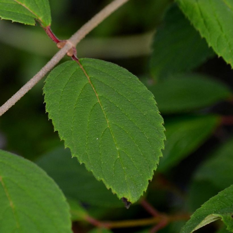 Japanischer Schneeball Pink Beauty - Viburnum plicatum (Laub)