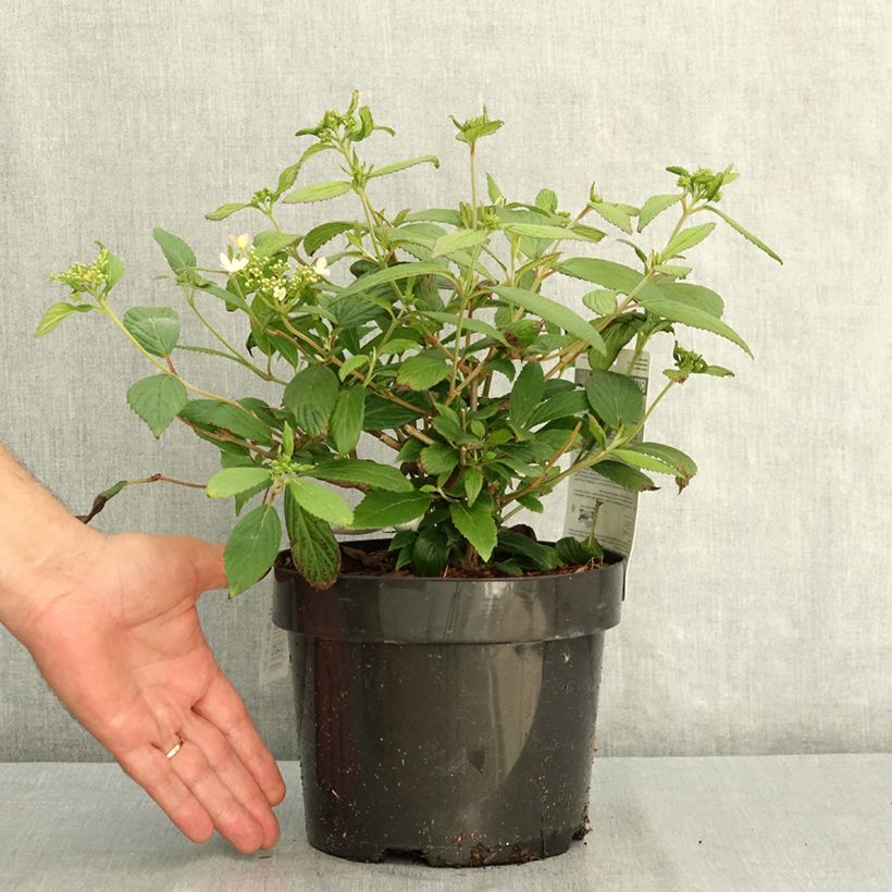 Exemplar von Japanischer Schneeball Pinkawai - Viburnum plicatum Topf mit 3L/4L wie im Sommer geliefert