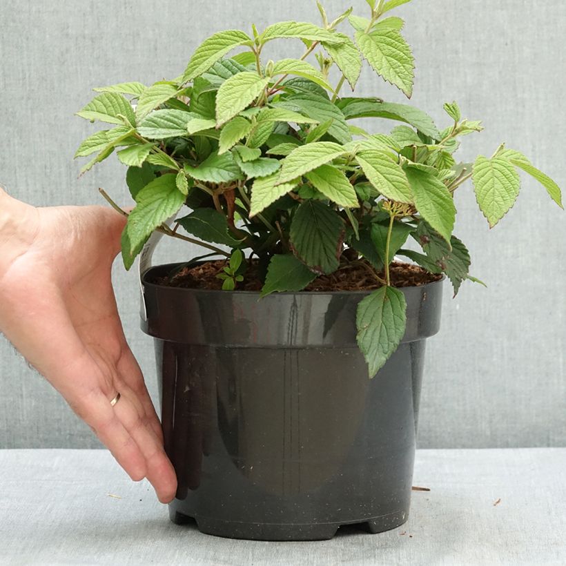 Exemplar von Japanischer Schneeball Pinkimono - Viburnum plicatum Pinkimono Topf mit 3L/4L wie im Sommer geliefert