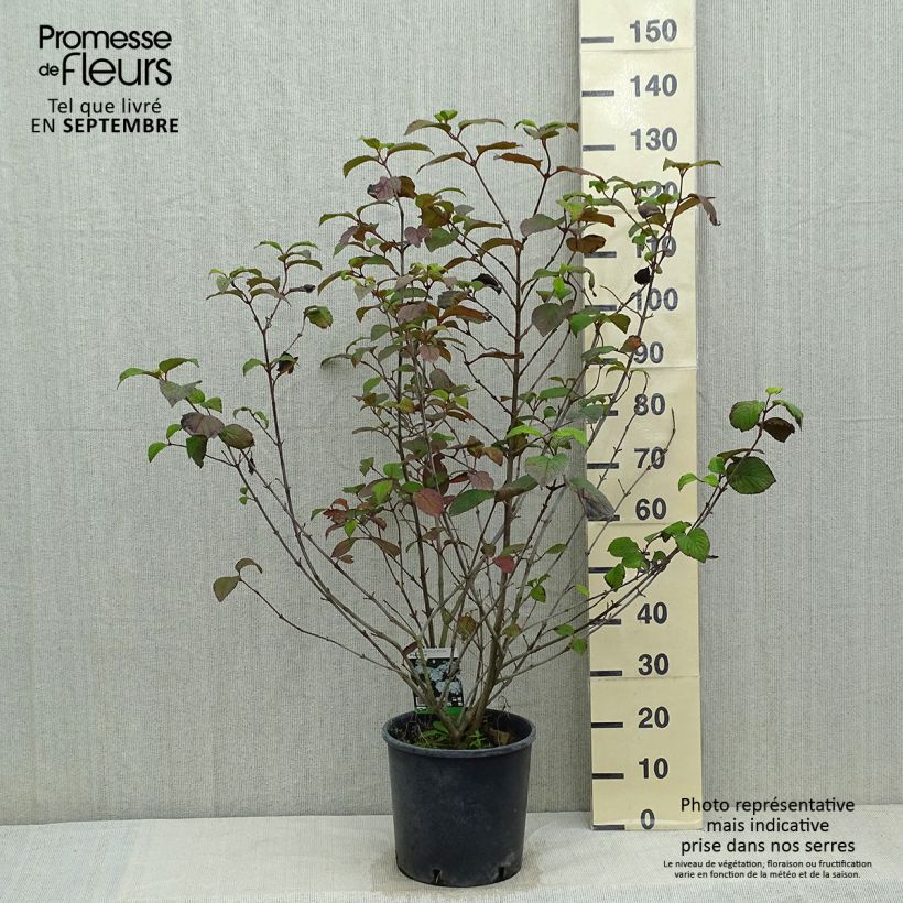 Exemplar von Japanischer Schneeball Popcorn - Viburnum plicatum Topf mit 12L/15L wie im Sommer geliefert