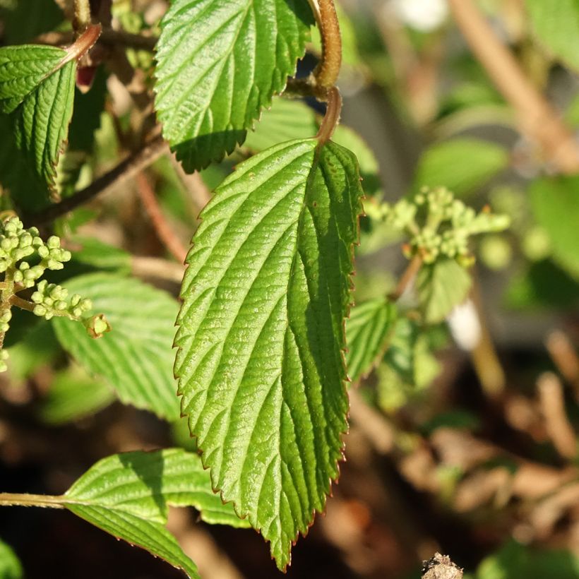 Japanischer Schneeball Shirogami - Viburnum plicatum (Laub)
