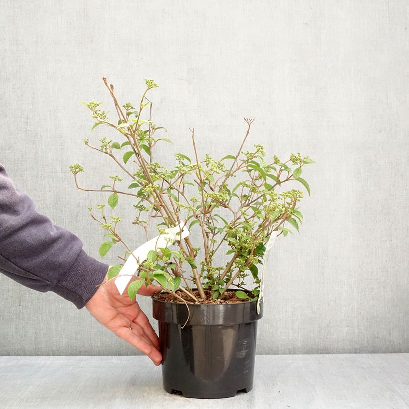 Exemplar von Japanischer Schneeball Shirogami - Viburnum plicatum Topf mit 3L/4L wie im Frühjahr geliefert