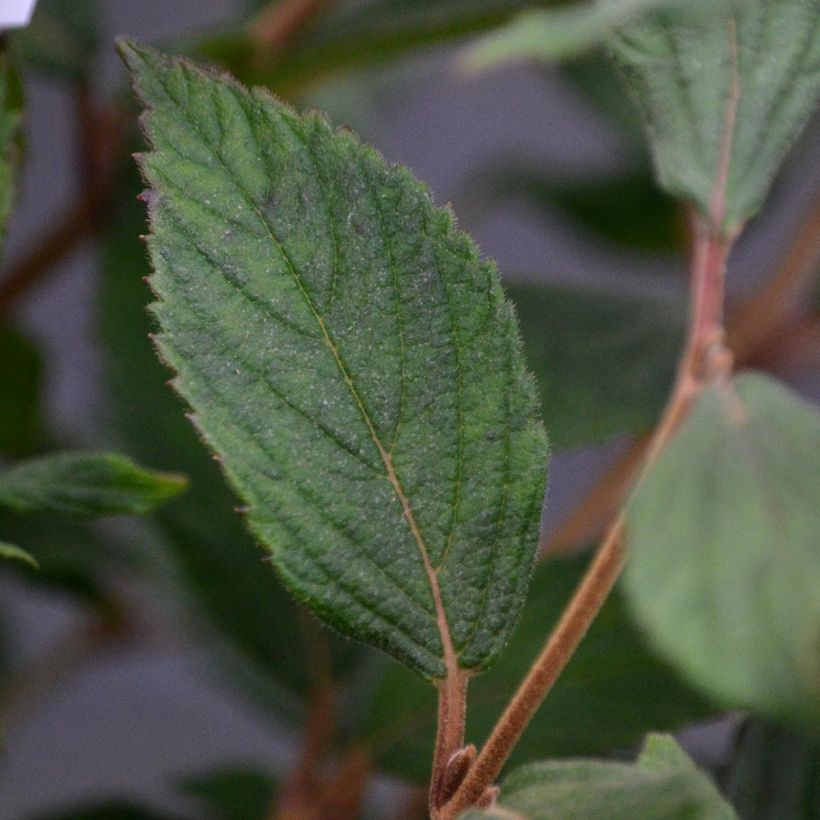 Japanischer Schneeball Watanabe - Viburnum plicatum (Laub)