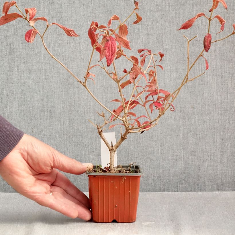 Exemplar von Japanischer Schneeball Watanabe - Viburnum plicatum Kleine Töpfe von 8/9 cm wie im Herbst geliefert