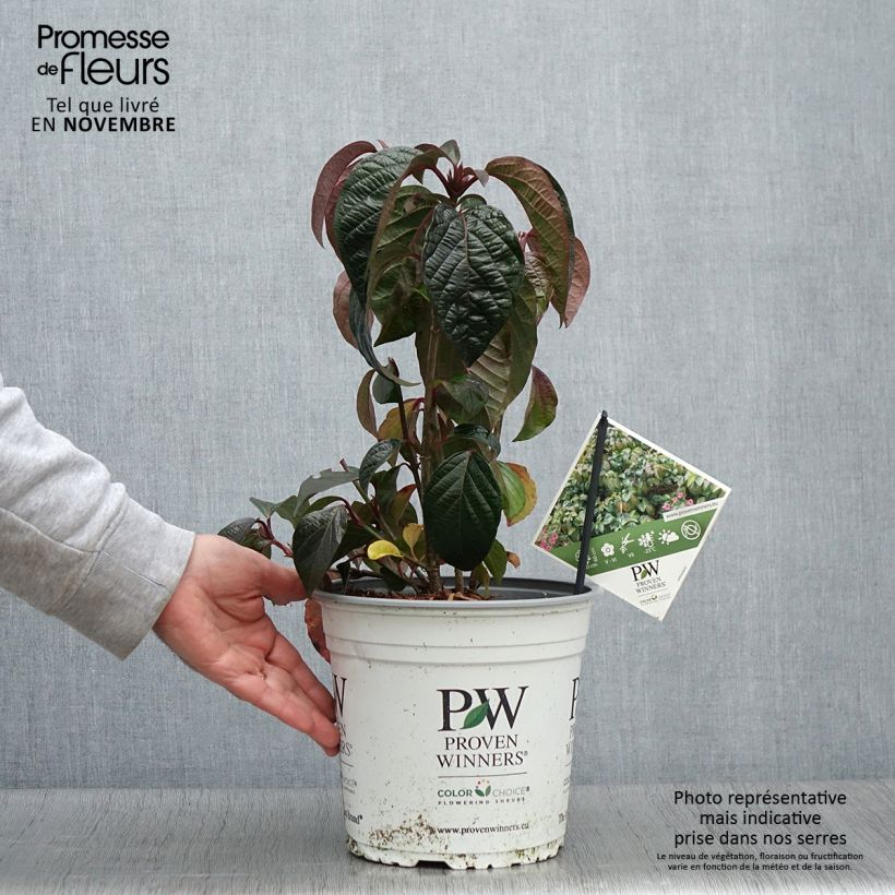Exemplar von Schneeball Shiny Dancer - Viburnum Topf mit 3L/4L wie im Herbst geliefert
