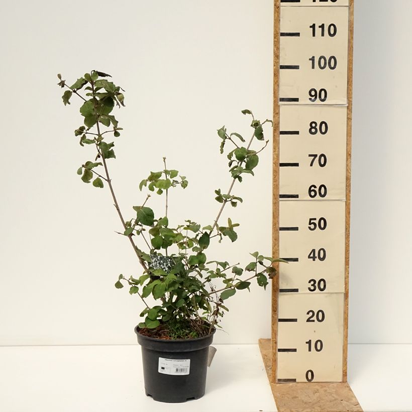 Exemplar von Großblumiger Duftschneeball - Viburnum carlcephalum Topf mit 7,5L/10L wie im Sommer geliefert