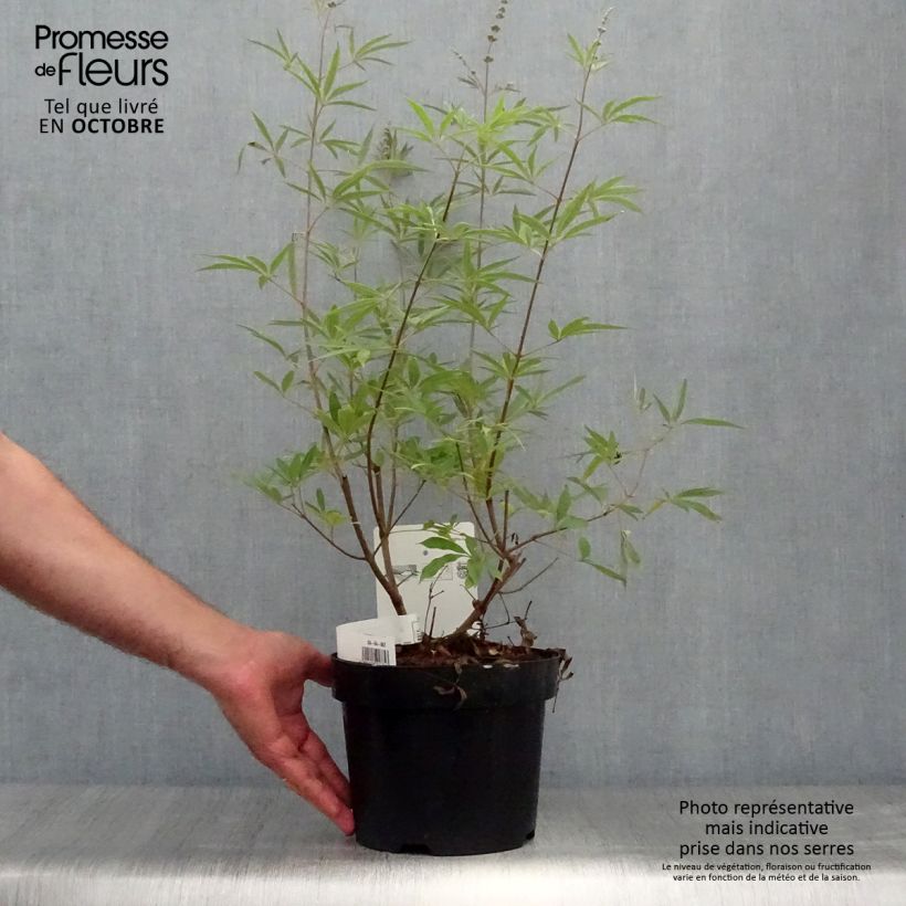 Exemplar von Vitex agnus-castus Albus - Keuschbaum Topf mit 3L/4L wie im Herbst geliefert