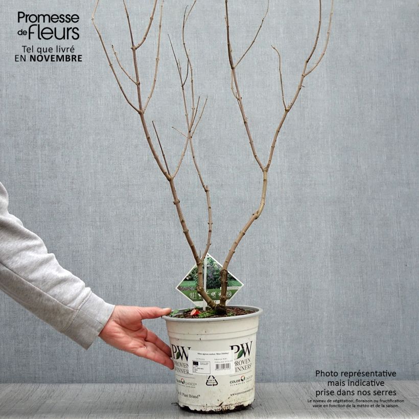 Exemplar von Vitex agnus-castus Blue Didley - Keuschbaum Topf mit 3L/4L wie im Herbst geliefert