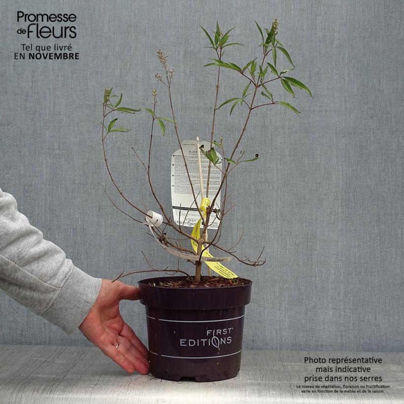 Exemplar von Vitex agnus-castus Blue Puffball - Keuschbaum Topf mit 3L/4L wie im Herbst geliefert