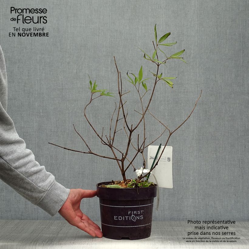 Exemplar von Vitex agnus-castus Delta Blues - Keuschbaum Topf mit 3L/4L wie im Herbst geliefert