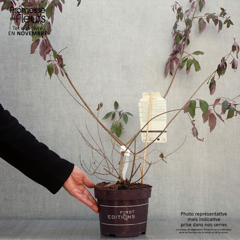 Exemplar von Vitex agnus-castus Flip Side - Keuschbaum Topf mit 3L/4L wie im Herbst geliefert