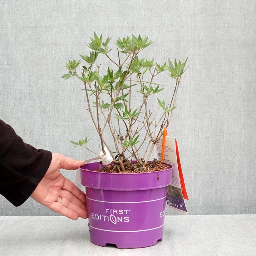 Exemplar von Vitex agnus-castus Galactic Pink - Keuschbaum Topf mit 3L/4L wie im Herbst geliefert