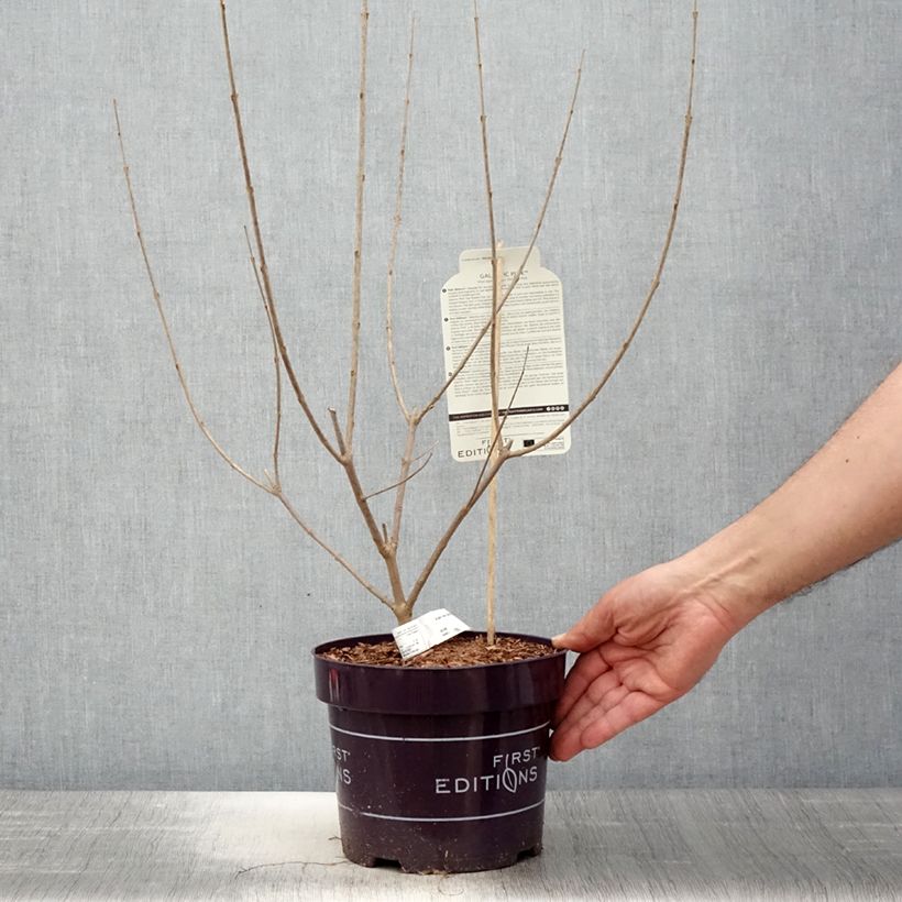 Exemplar von Vitex agnus-castus Galactic Pink - Keuschbaum Topf mit 3L/4L wie im Frühjahr geliefert