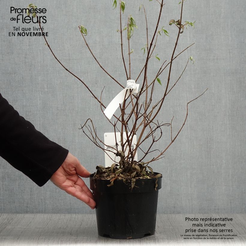 Exemplar von Vitex agnus-castus Pink Pinnacle - Keuschbaum Topf mit 3L/4L wie im Herbst geliefert