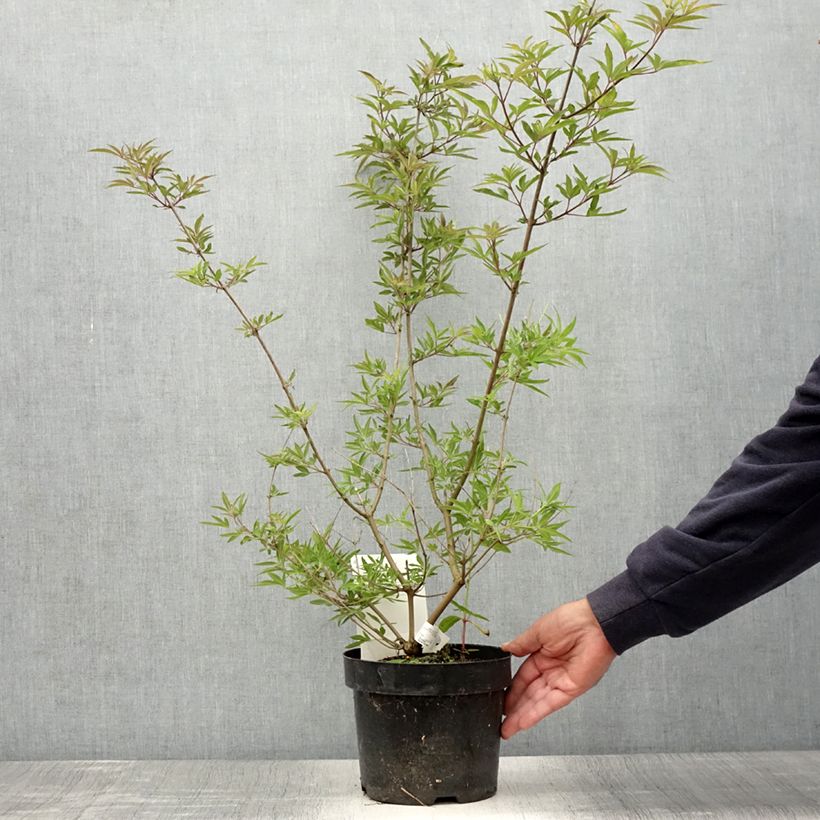 Exemplar von Vitex agnus-castus Pink Pinnacle - Keuschbaum Topf mit 3L/4L wie im Sommer geliefert