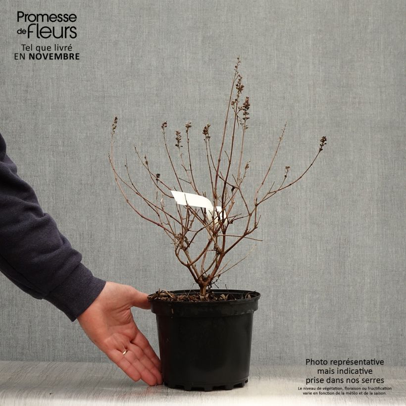 Exemplar von Vitex agnus-castus Santamaria - Keuschbaum Topf mit 3L/4L wie im Herbst geliefert