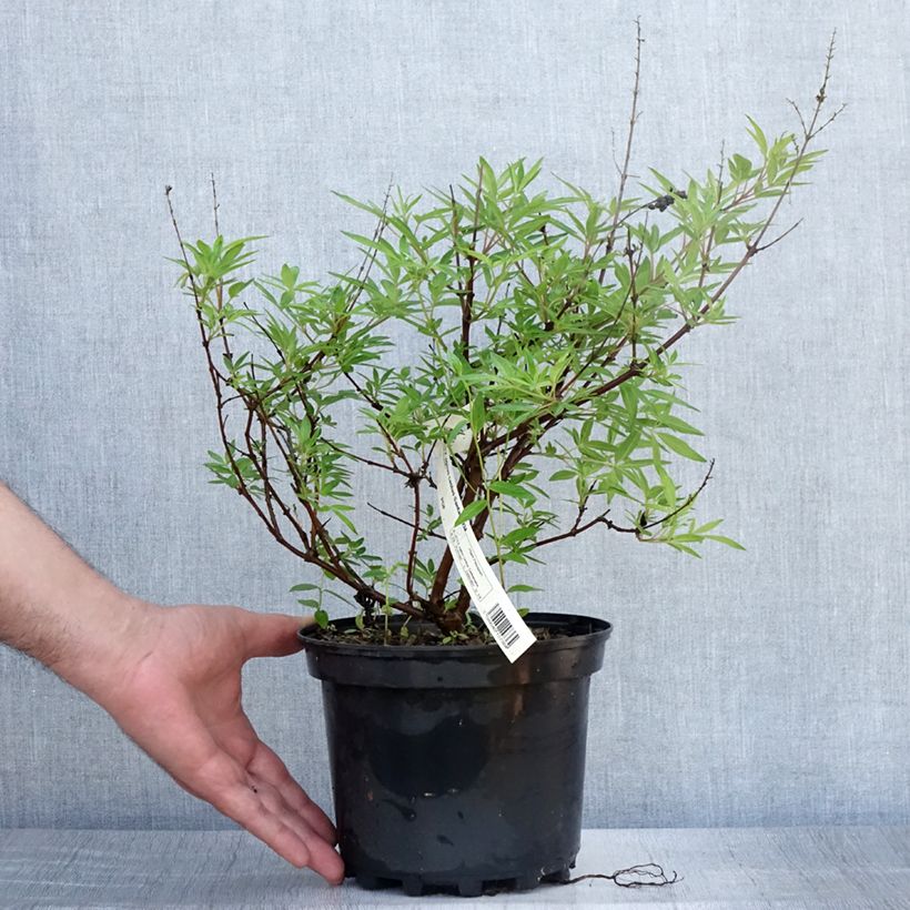 Exemplar von Vitex agnus-castus Santamaria - Keuschbaum Topf mit 3L/4L wie im Sommer geliefert