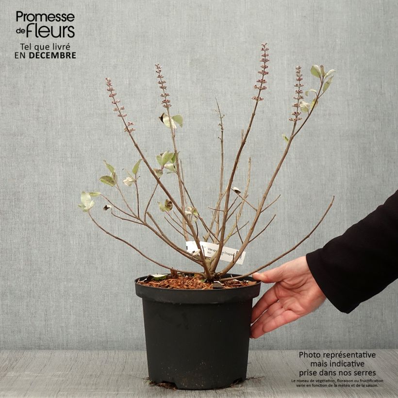Exemplar von Vitex agnus-castus Chicagoland Blues - Keuschbaum Topf mit 3L/4L wie im Herbst geliefert
