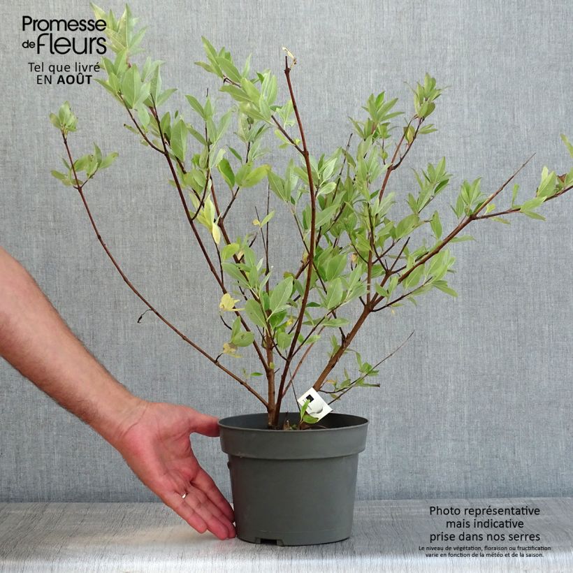 Exemplar von Vitex agnus-castus Chicagoland Blues - Keuschbaum Topf mit 3L/4L wie im Sommer geliefert