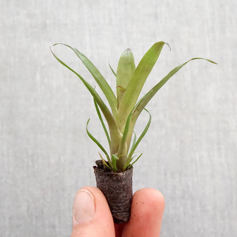 Exemplar von Vriesea Christiane - Flammendes schwert Mini-plante wie im Frühjahr geliefert