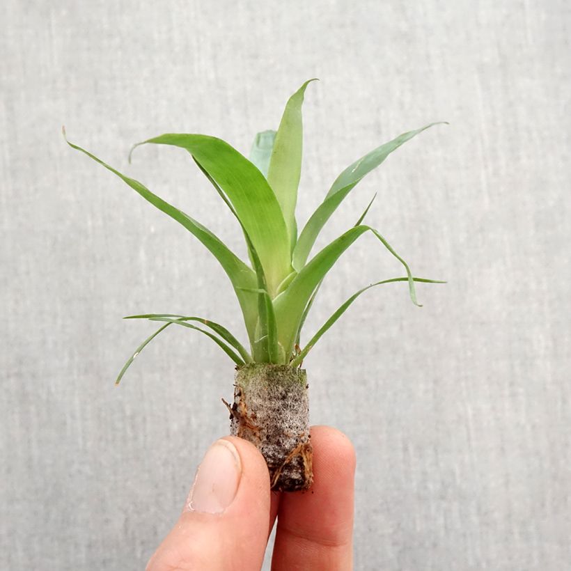 Exemplar von Vriesea Delphinus - Flammendes schwert Mini-plante wie im Frühjahr geliefert