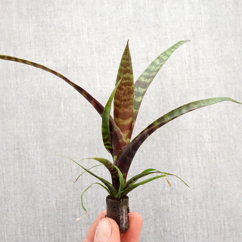 Exemplar von Vriesea Favoriet - Flammendes schwert Mini-plante wie im Frühjahr geliefert
