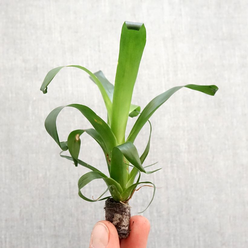 Exemplar von Vriesea Vogue - Flammendes schwert Mini-plante wie im Frühjahr geliefert