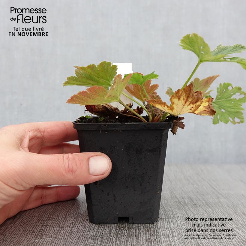 Exemplar von Waldsteinia geoides - Horst-Golderdbeere Kleine Töpfe von 8/9 cm wie im Herbst geliefert