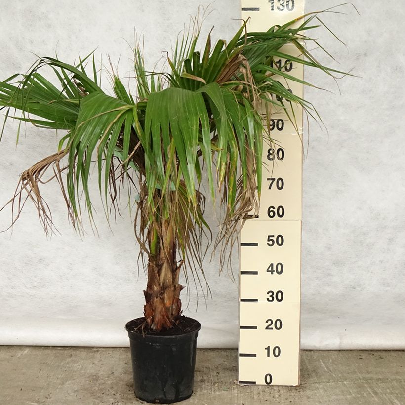 Exemplar von Washingtonia robusta - Fächerpalme Topf mit 7,5L/10L wie im Frühjahr geliefert