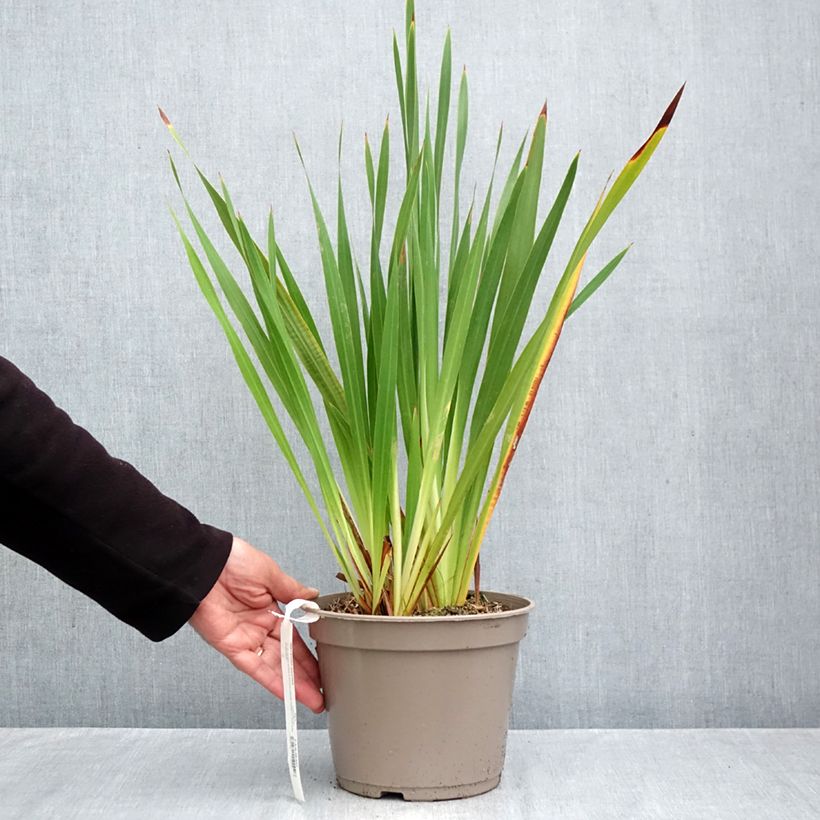 Exemplar von Watsonia gigantea - Watsonie Topf mit 4L/5L Kaliber/Größe 10+ wie im Herbst geliefert
