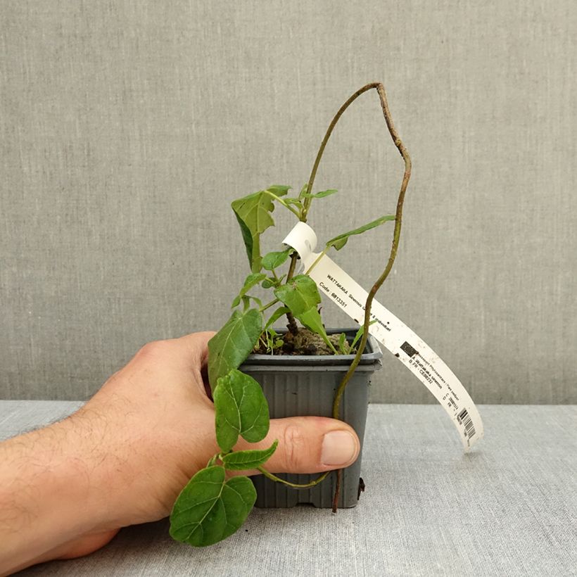 Exemplar von Dregea sinensis - Watakakaschlinge Kleine Töpfe von 8/9 cm wie im Herbst geliefert