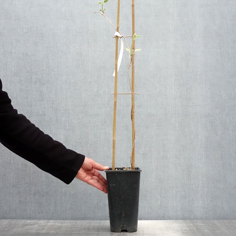 Exemplar von Wattakaka sinensis Variegata - Watakakaschlinge Topf mit 2L/3L wie im Frühjahr geliefert