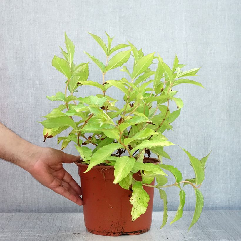 Exemplar von Weigela Briant Rubidor Olympiade Topf mit 4L/5L wie im Sommer geliefert