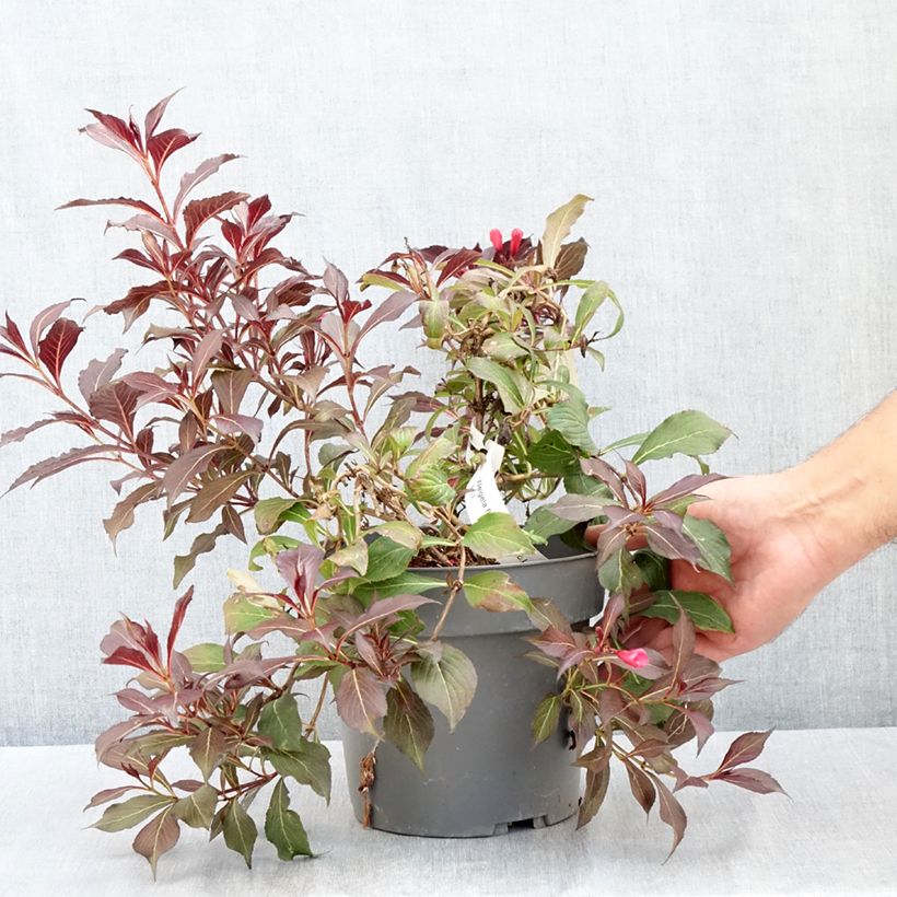 Exemplar von Weigela Electric Love Topf mit 2L/3L wie im Sommer geliefert