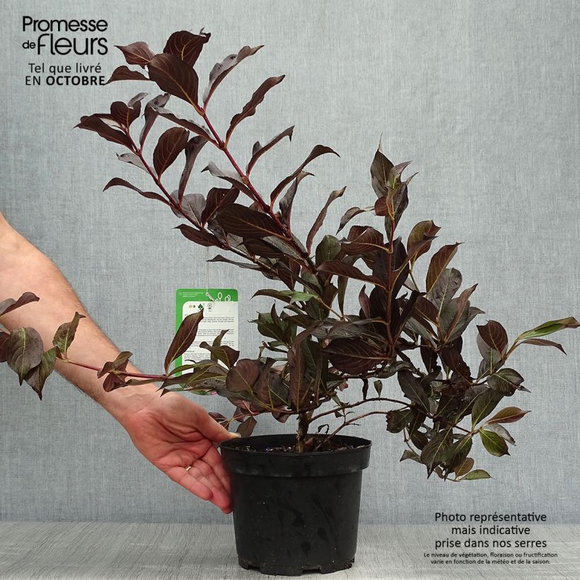 Exemplar von Weigela Alexandra Topf mit 2L/3L wie im Herbst geliefert