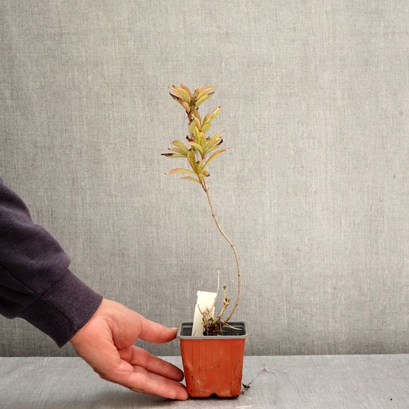 Exemplar von Weigela florida Brigela Kleine Töpfe von 8/9 cm wie im Herbst geliefert