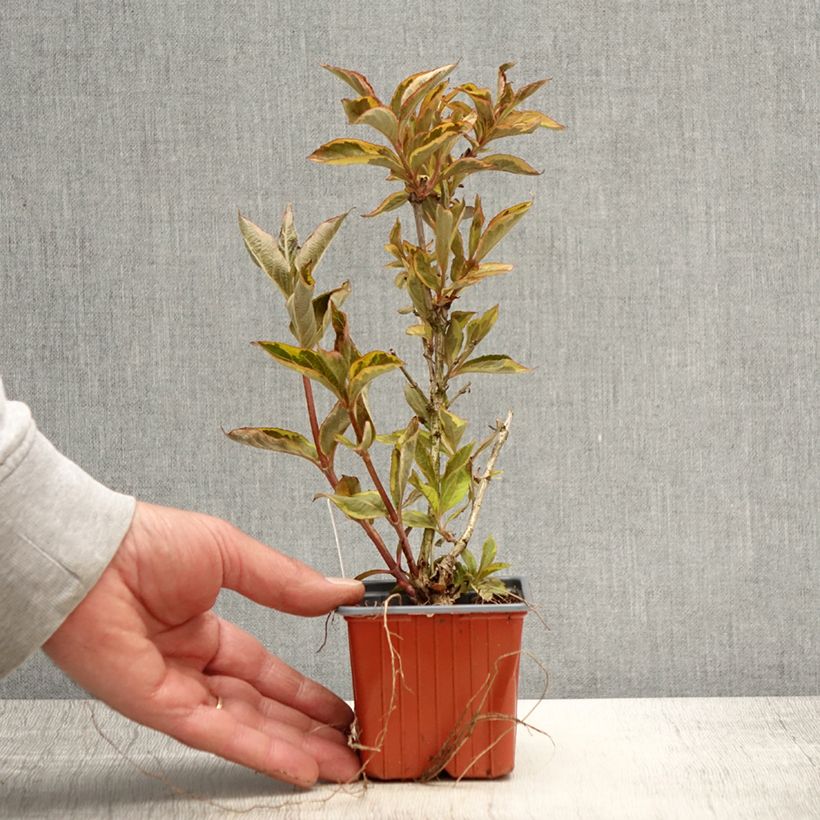 Exemplar von Weigela florida Brigela Kleine Töpfe von 8/9 cm wie im Frühjahr geliefert