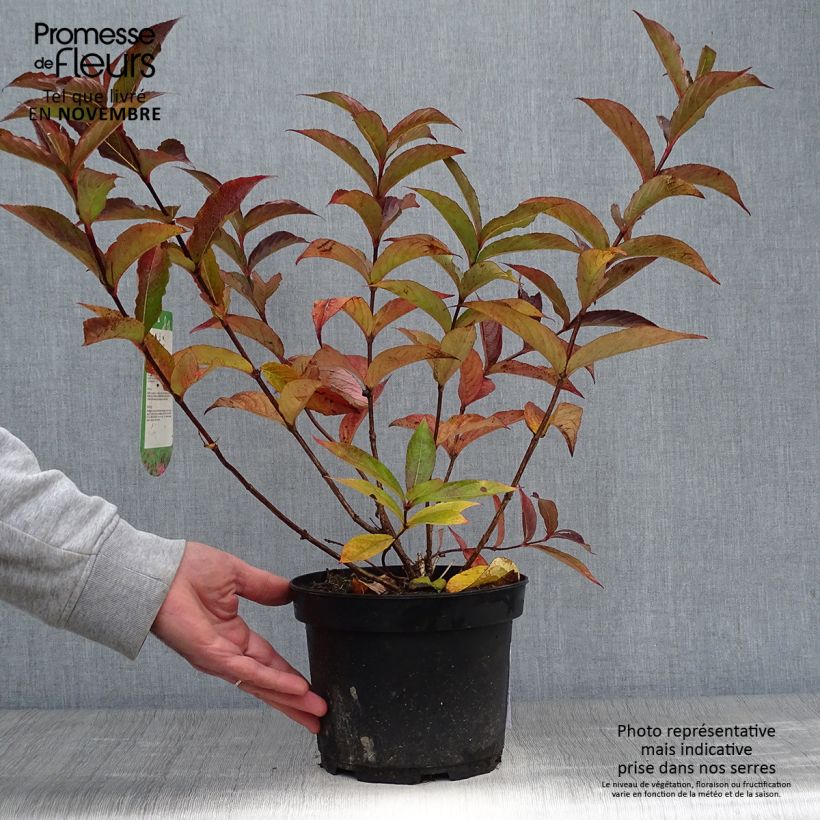 Exemplar von Weigela Bristol Ruby Topf mit 2L/3L wie im Herbst geliefert