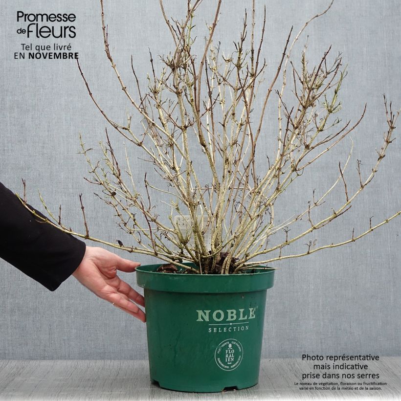 Exemplar von Weigela Ebony and Ivory Topf mit 7,5L/10L wie im Herbst geliefert